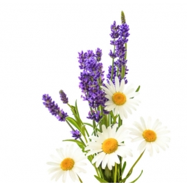 Lavender & Chamomile Fragrance Oil